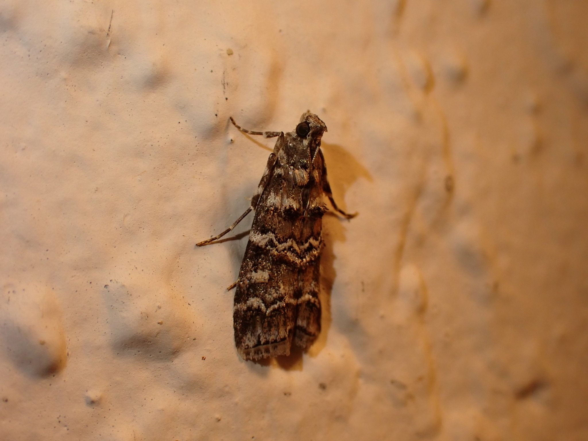 Dioryctria amatella