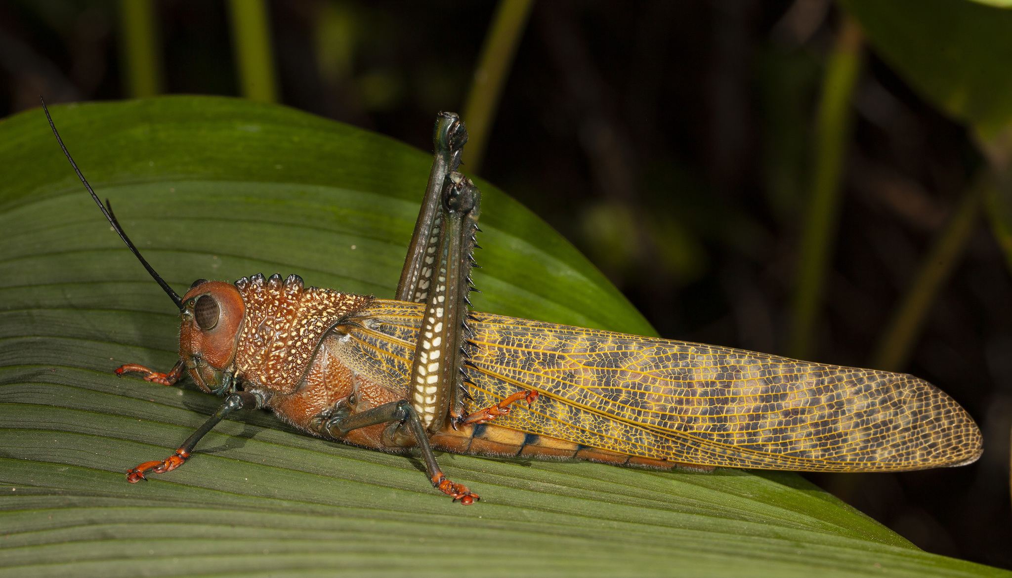 Tropidacris cristata