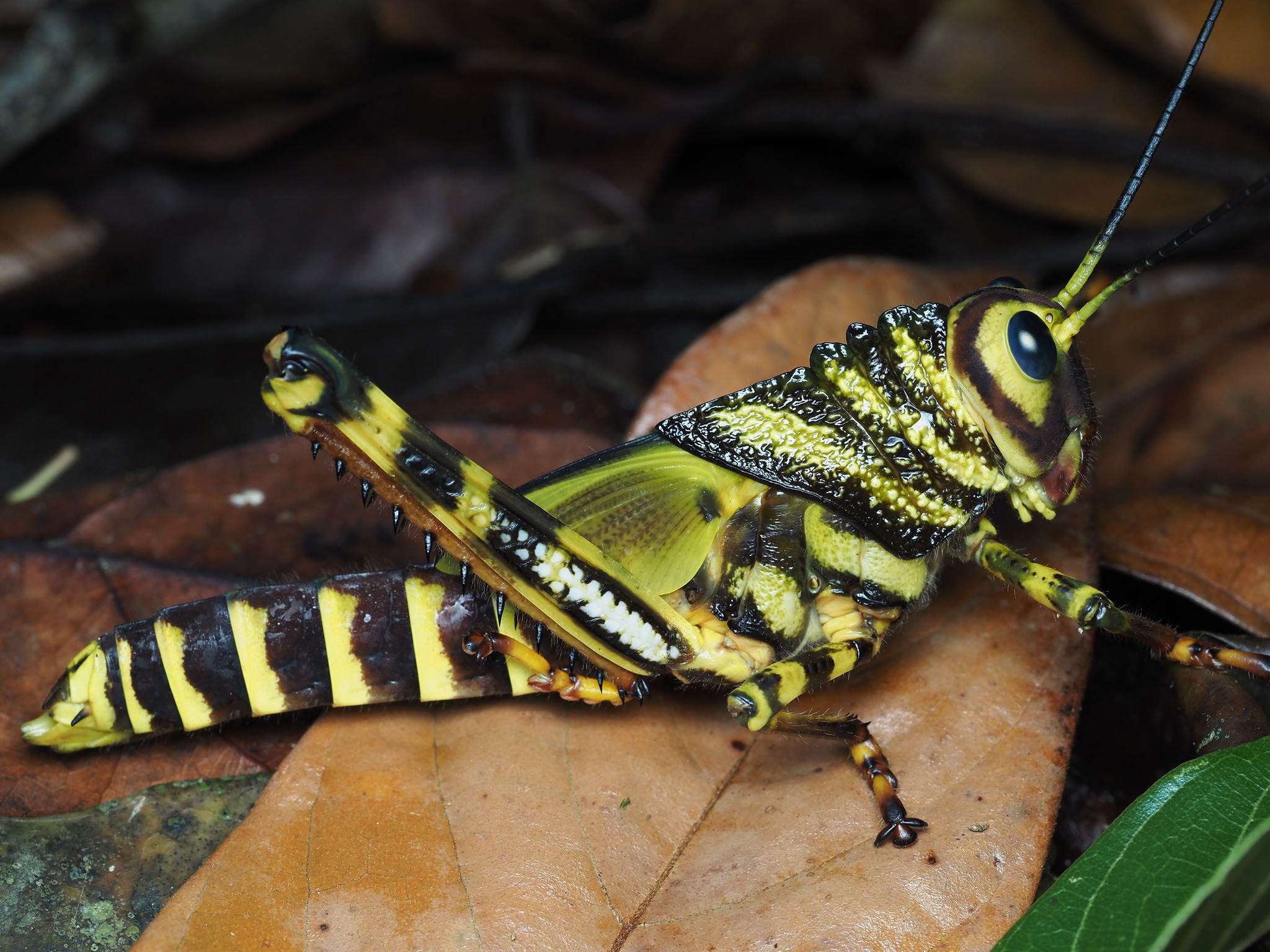 Tropidacris cristata