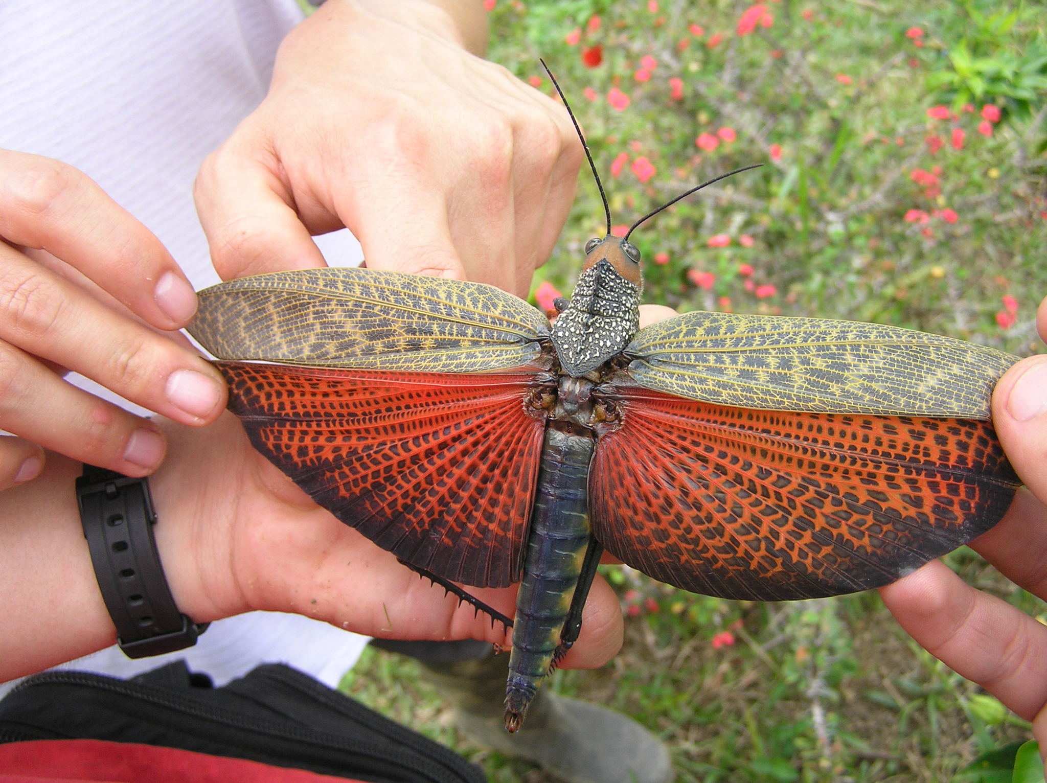 Tropidacris cristata