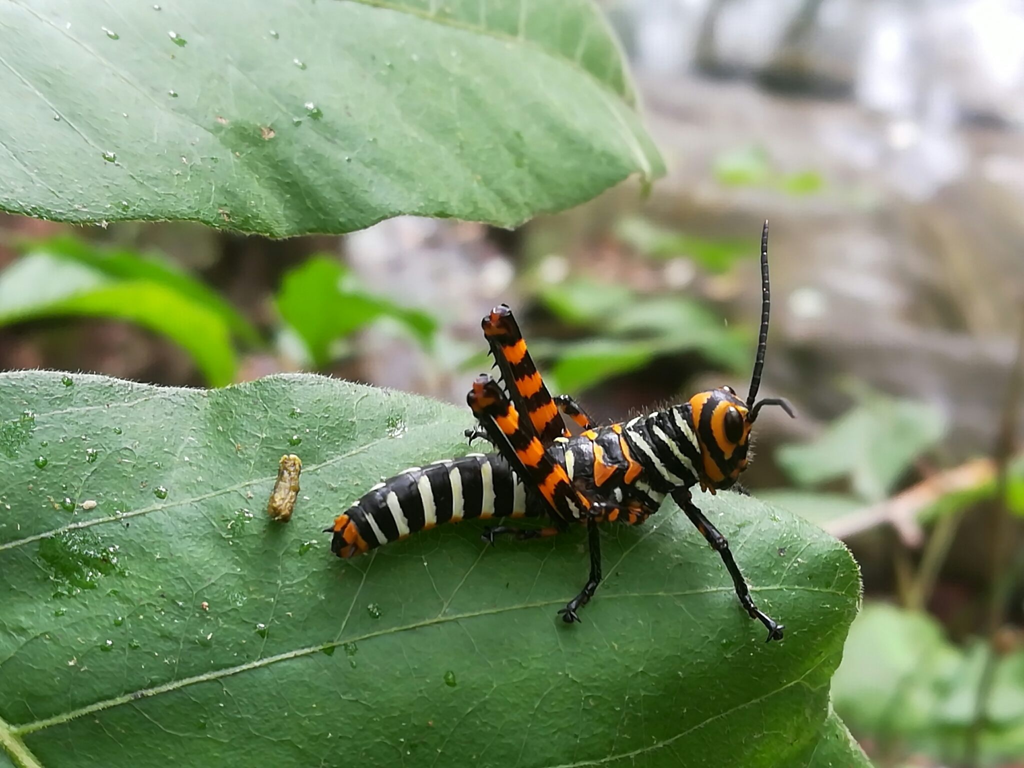 Tropidacris cristata