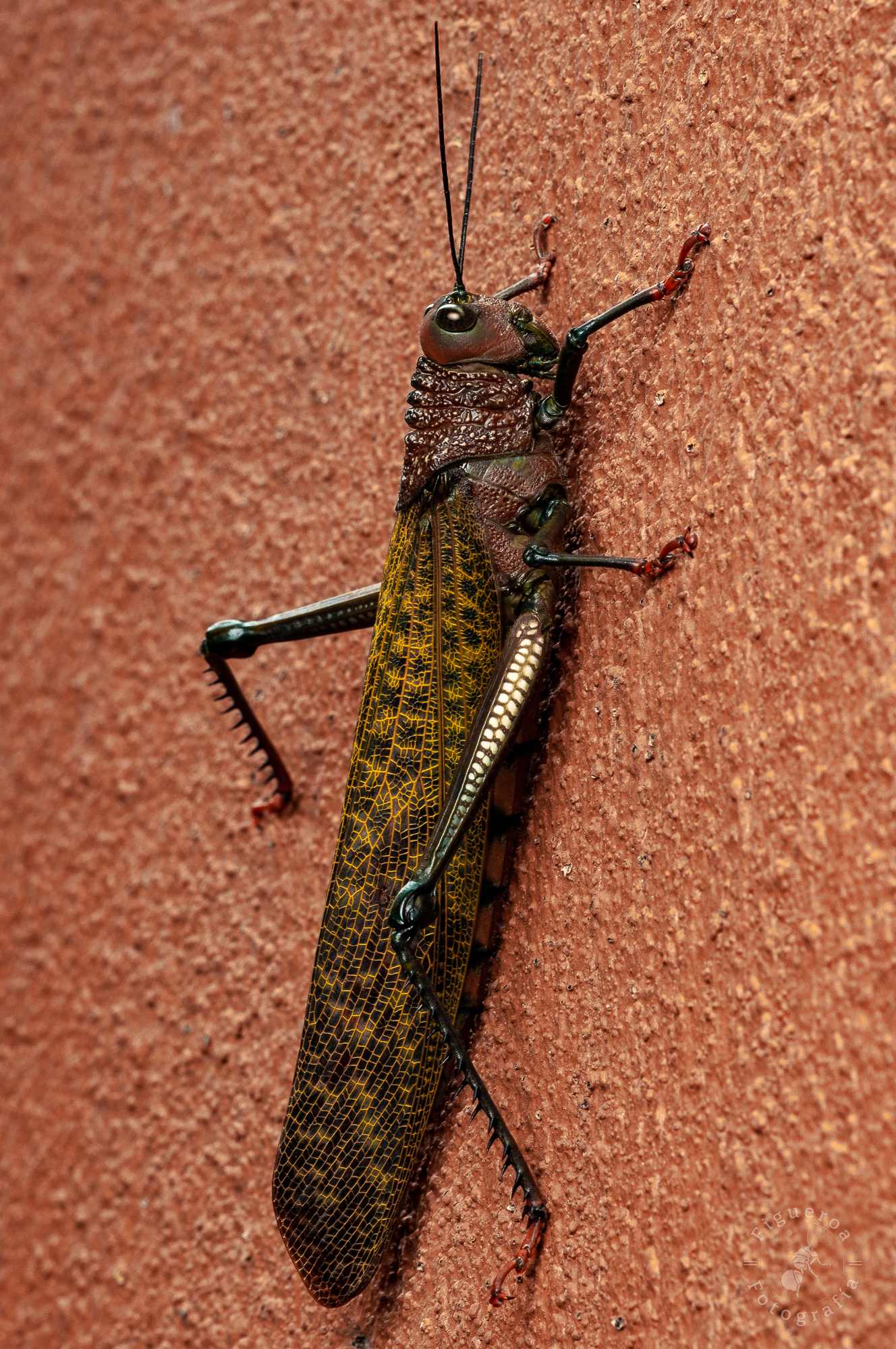 Tropidacris cristata