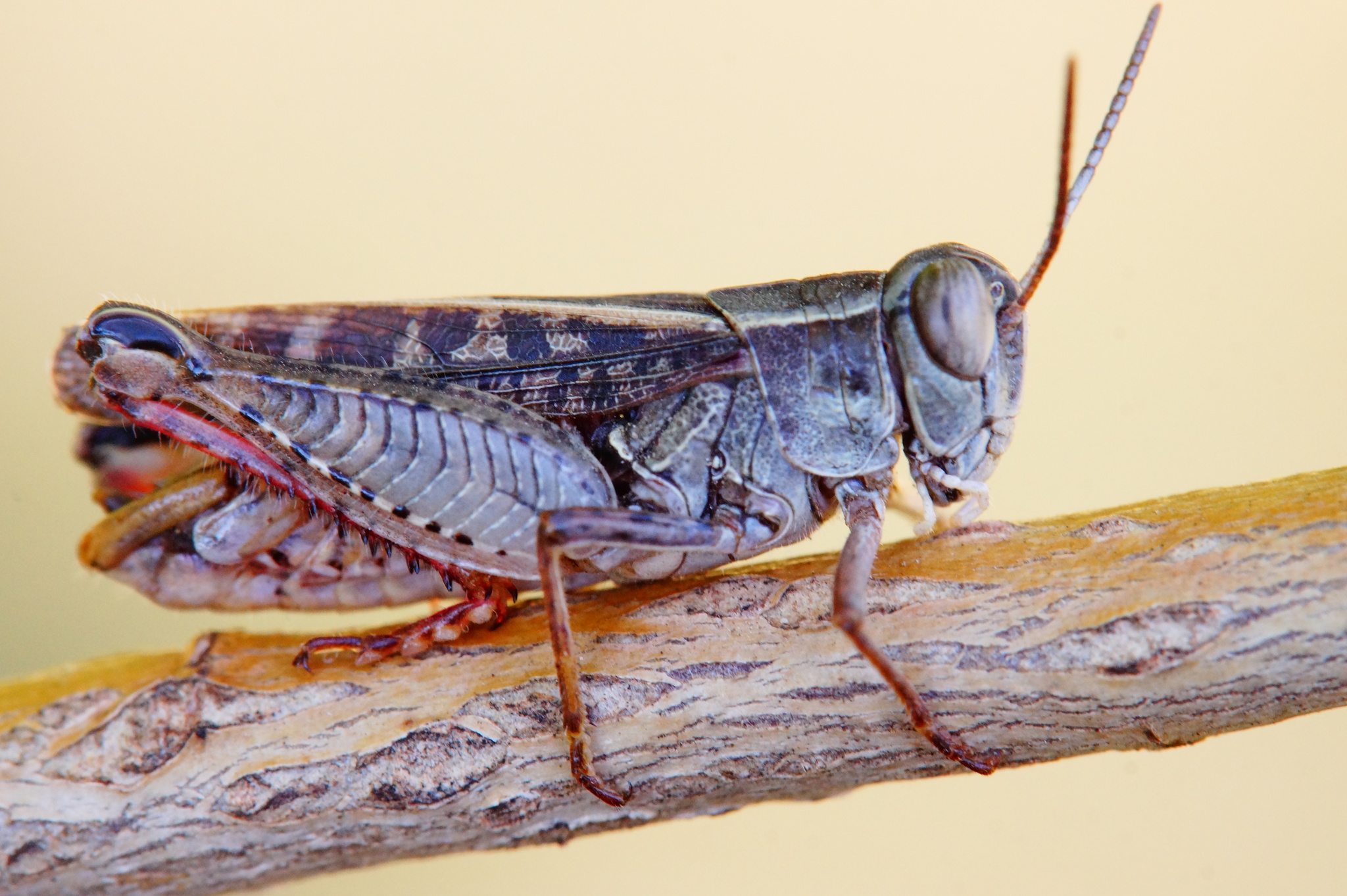 Calliptamus