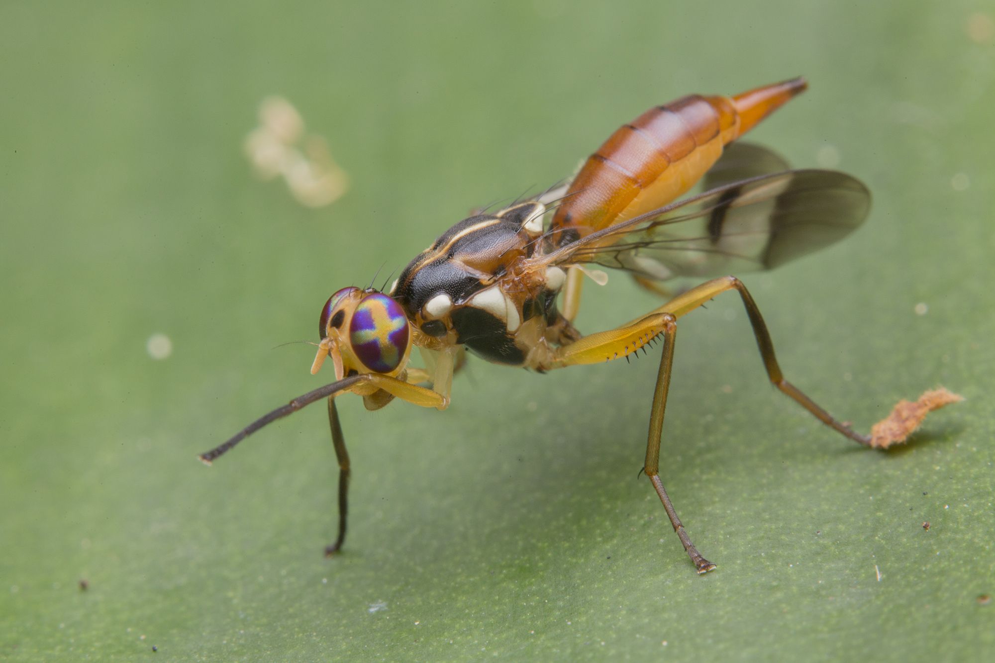 Adrama determinata