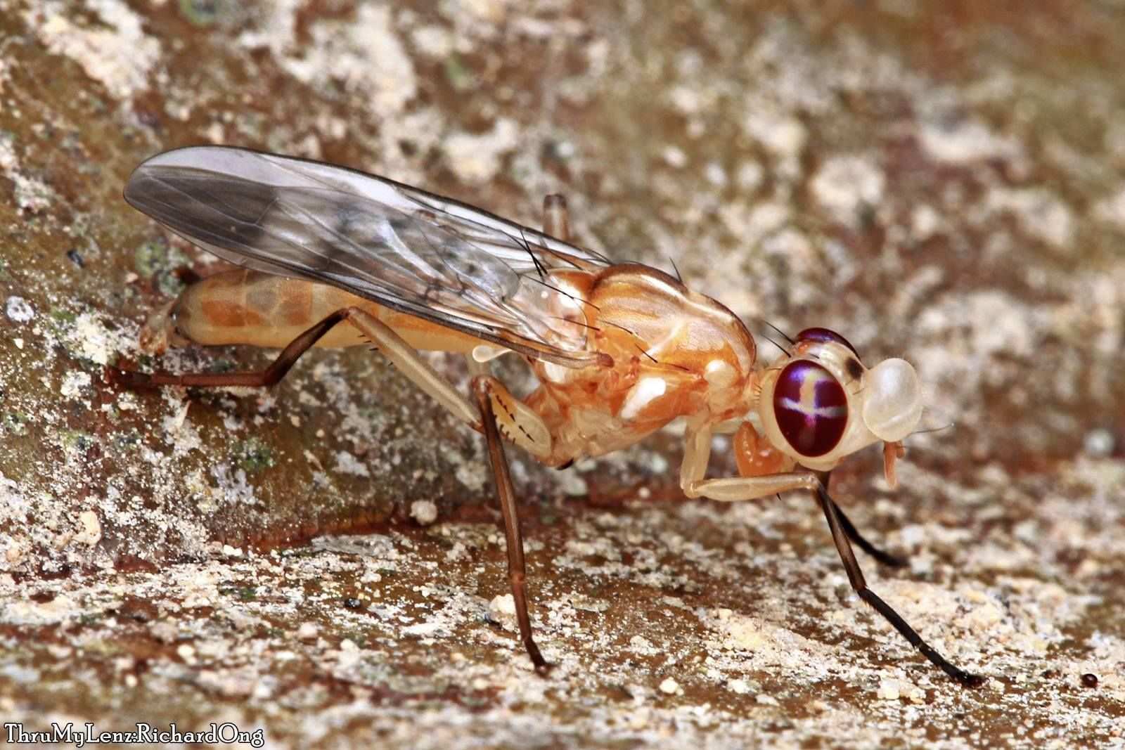 Adrama determinata