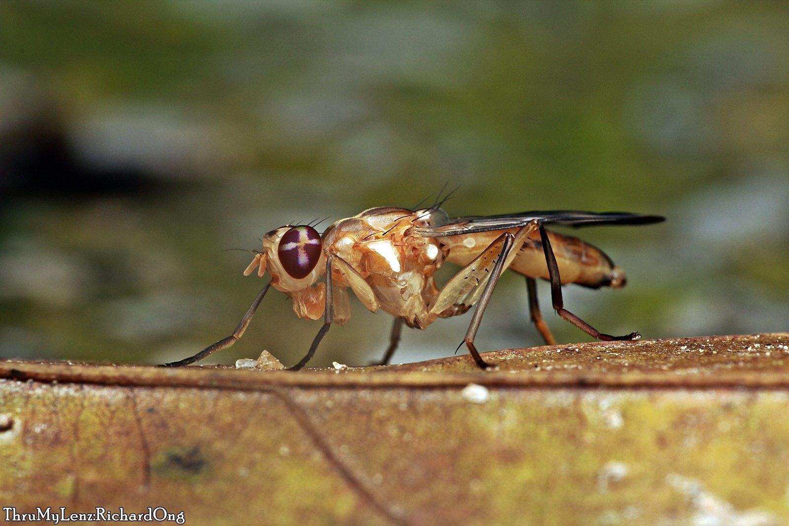 Adrama determinata
