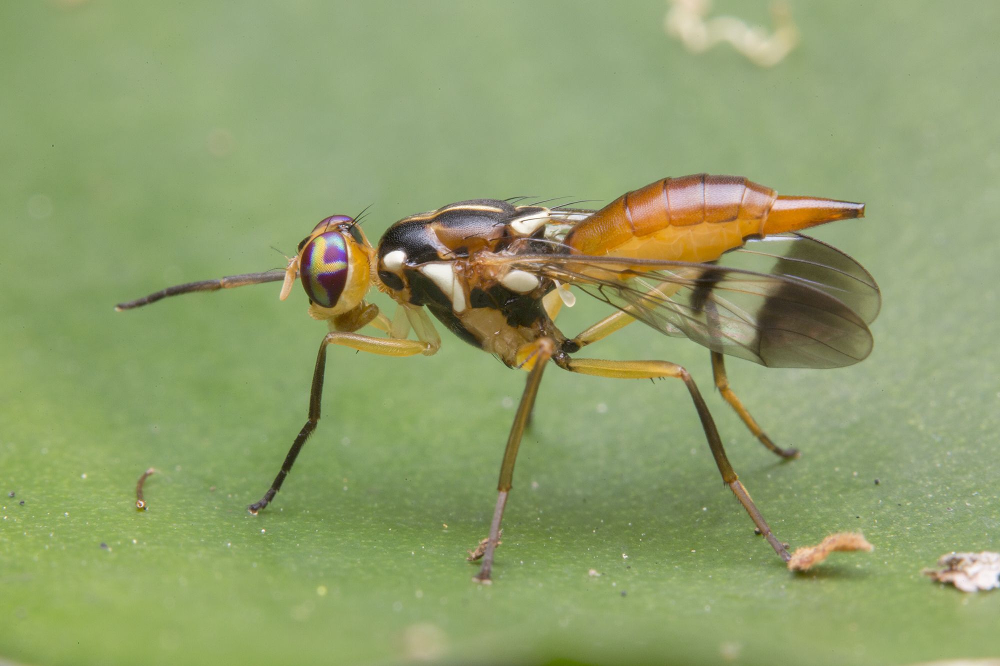 Adrama determinata