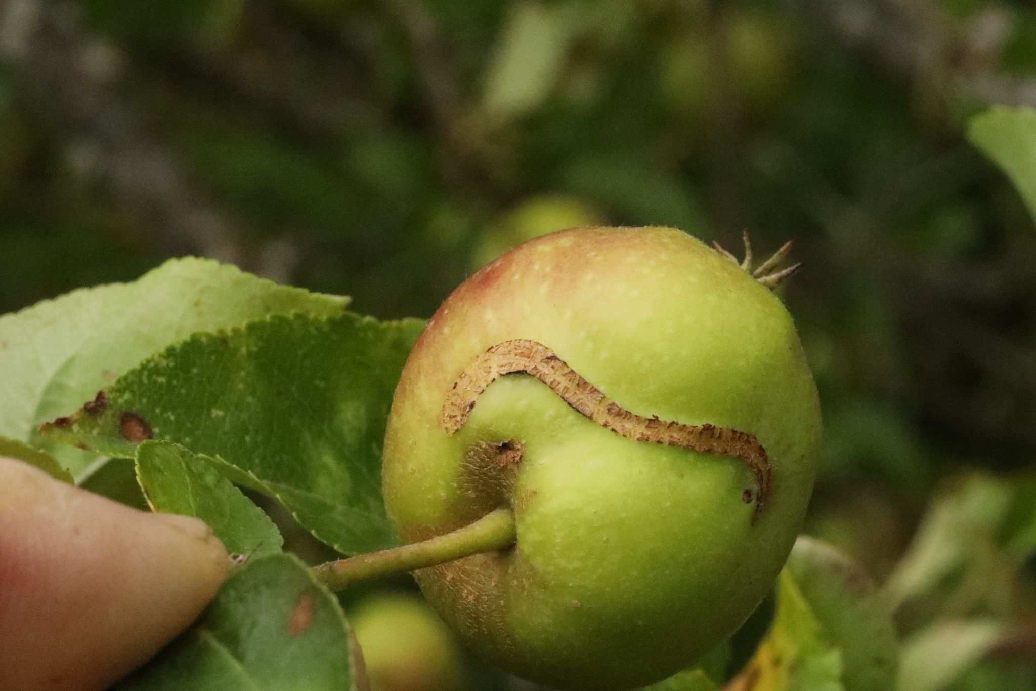 Hoplocampa testudinea