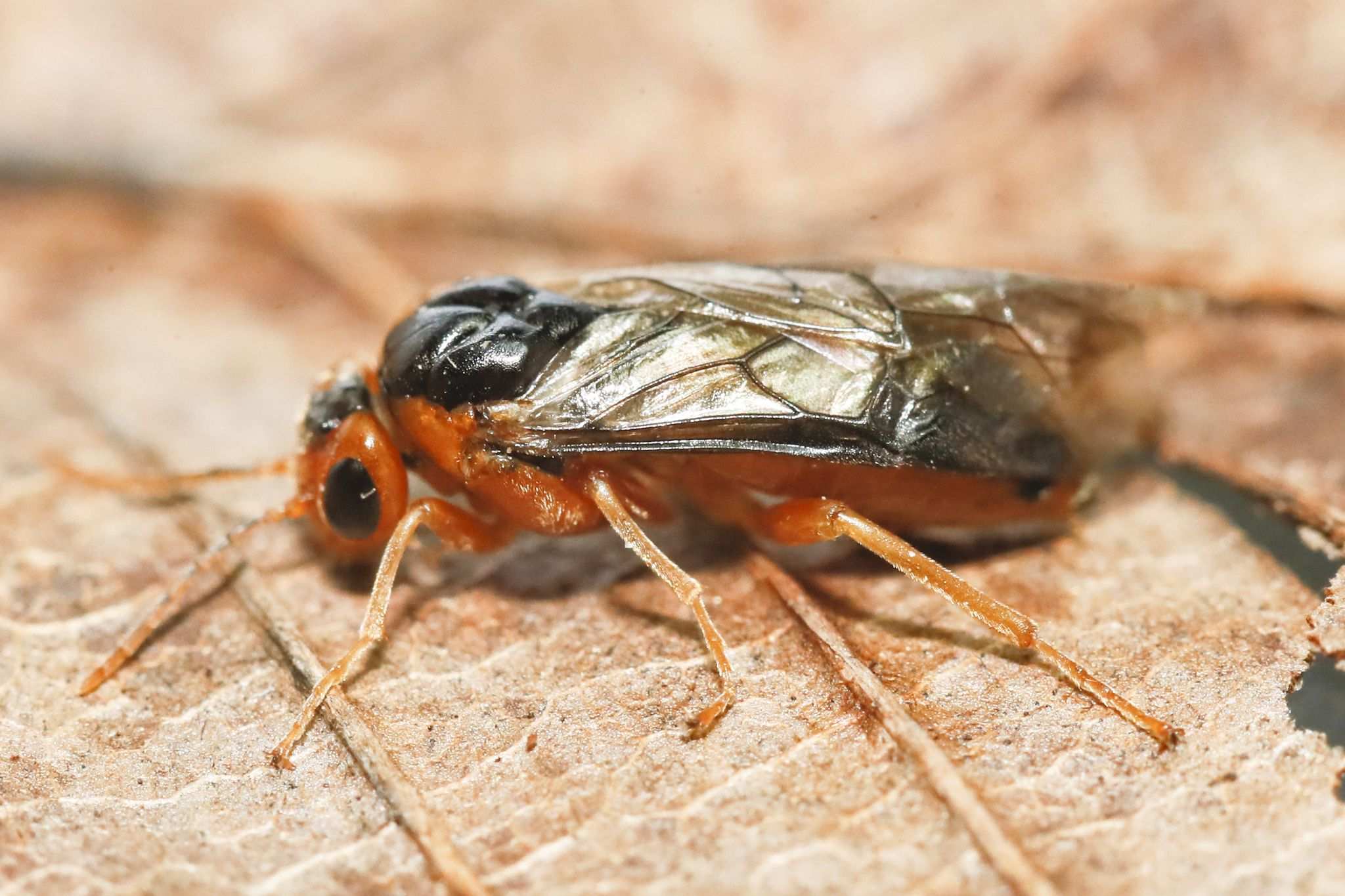 Hoplocampa testudinea