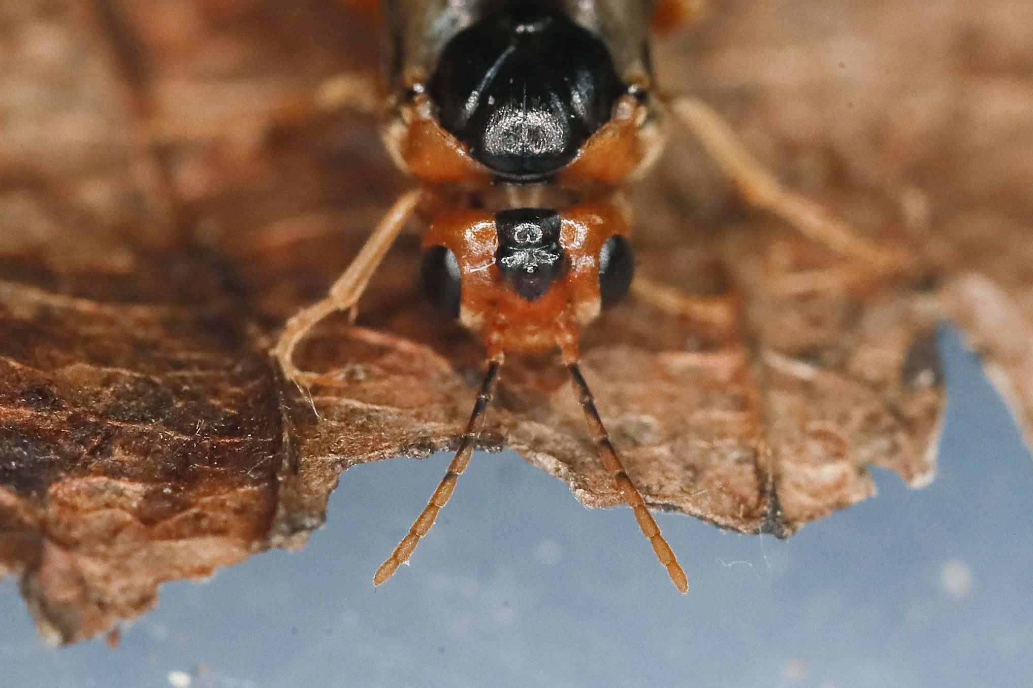 Hoplocampa testudinea