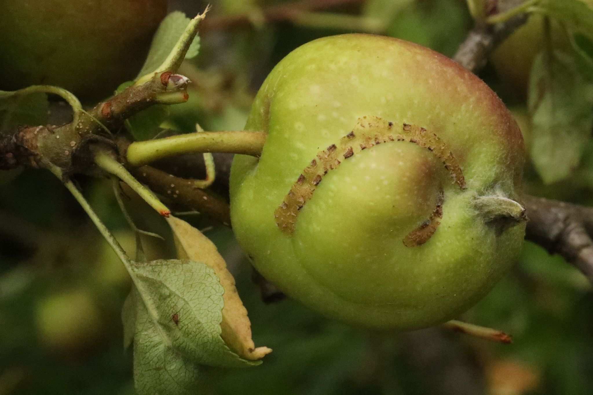 Hoplocampa testudinea