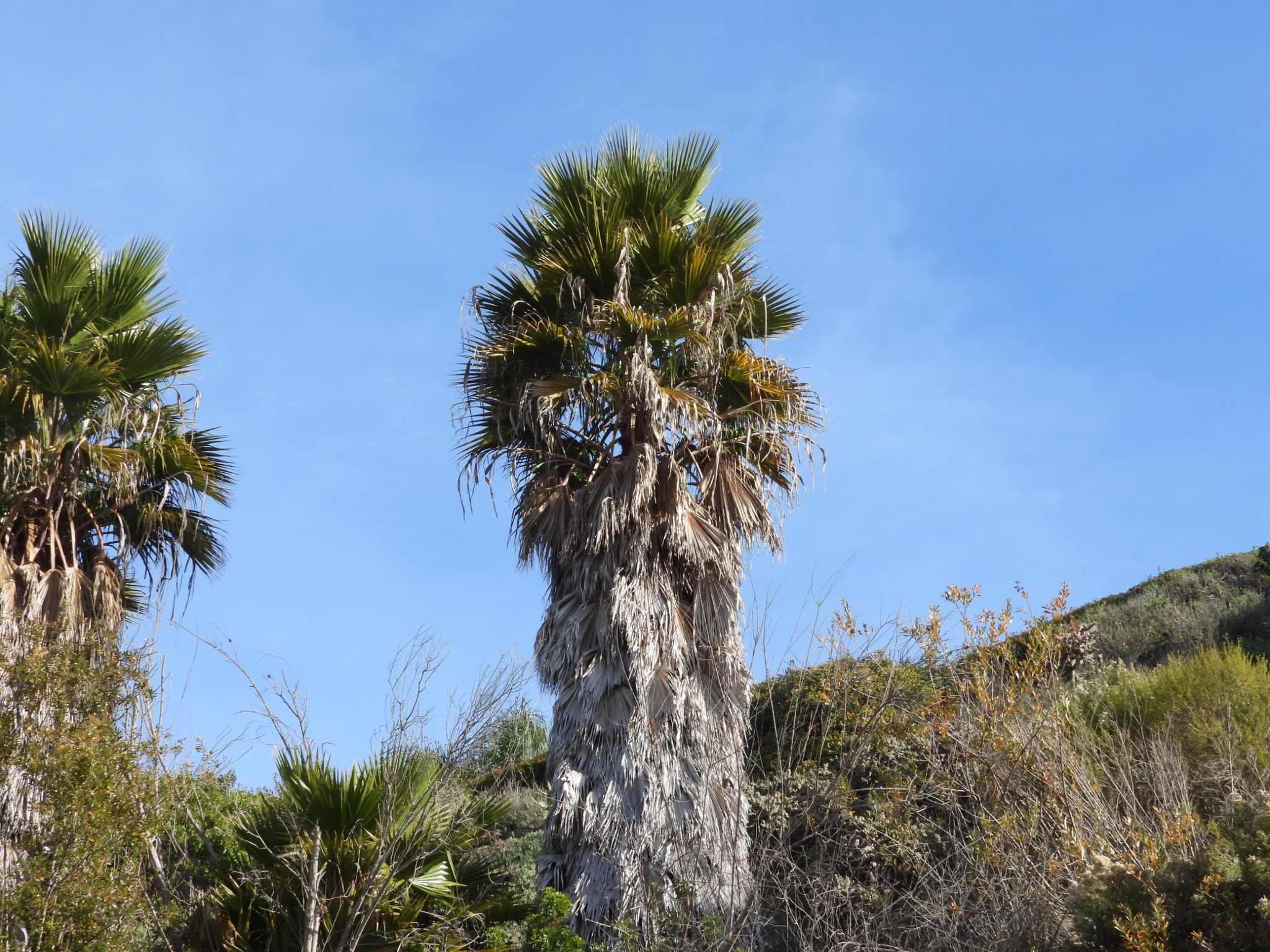 Washingtonia robusta