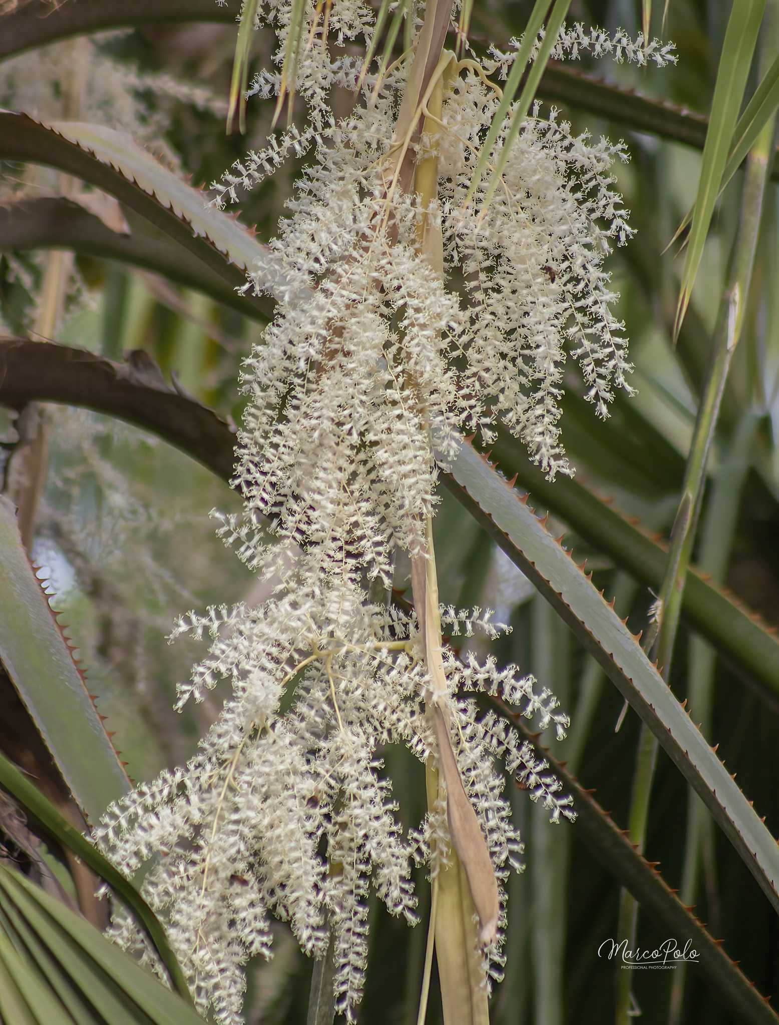 Washingtonia robusta