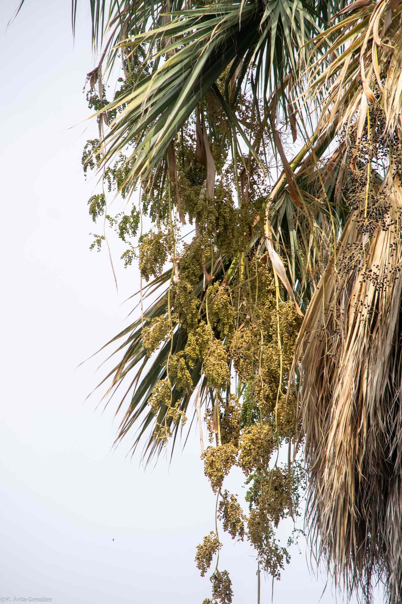 Washingtonia robusta