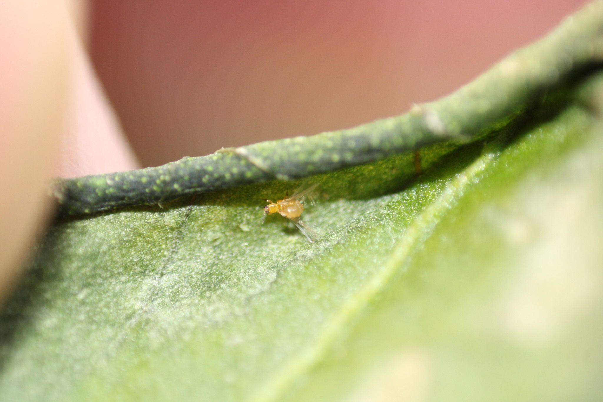 Thrips major