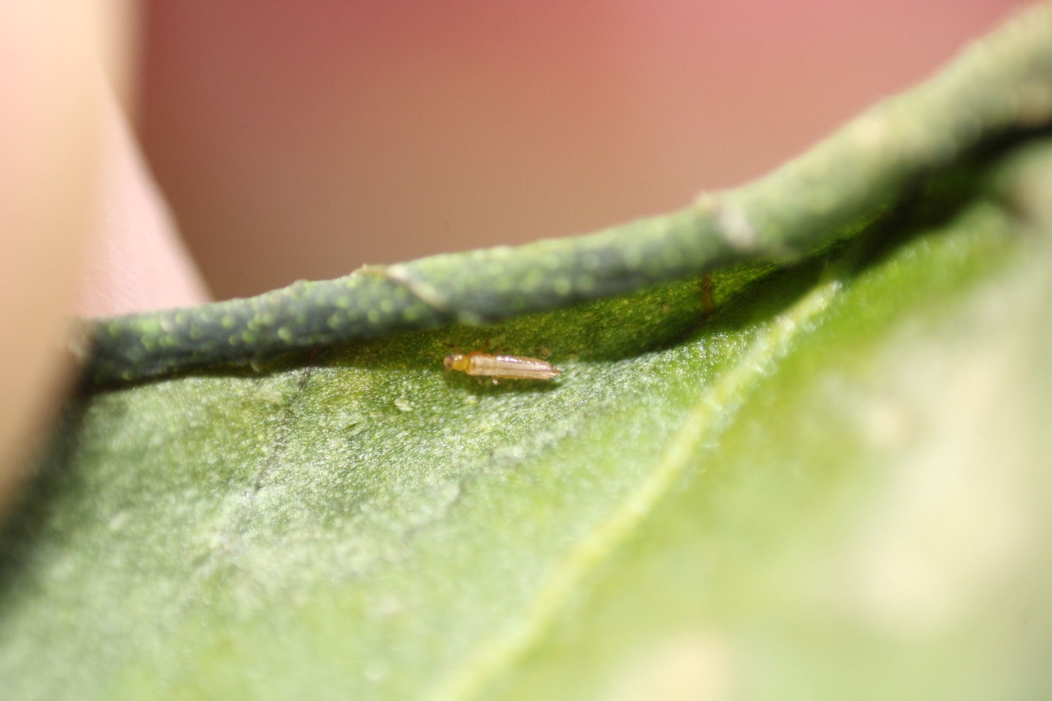 Thrips major