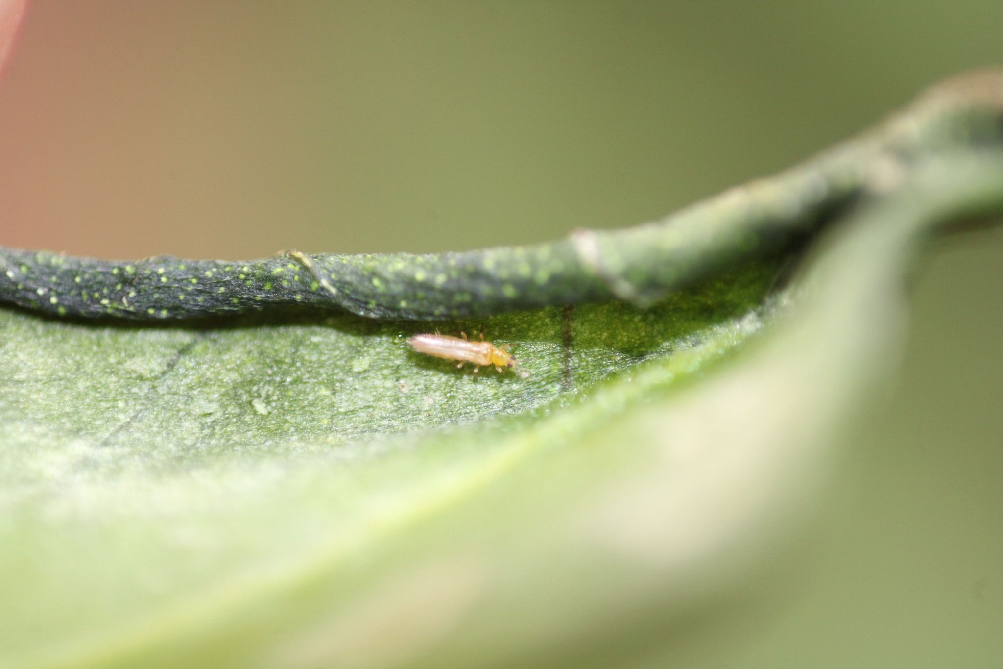 Thrips major