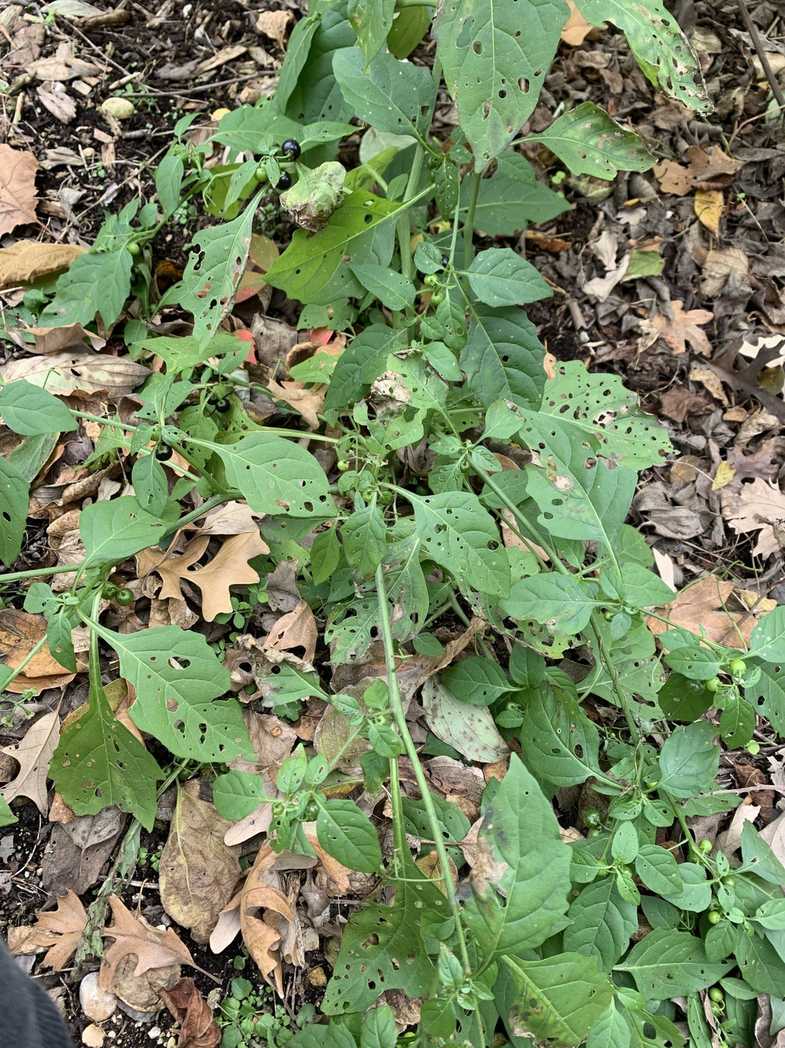 Alternaria longipes