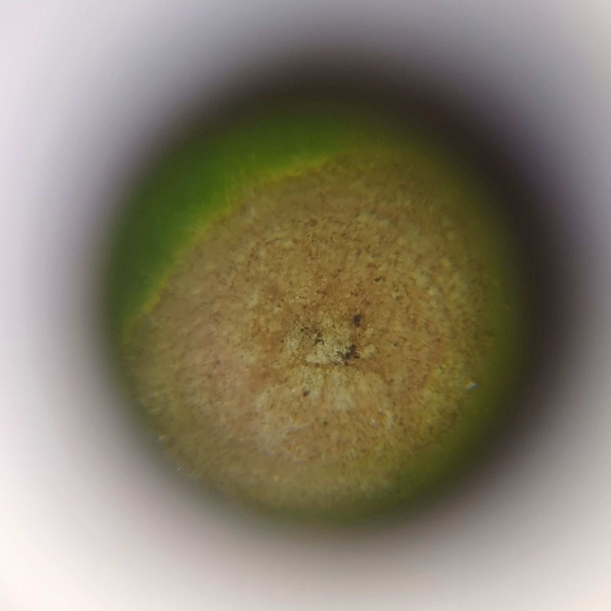 Alternaria longipes