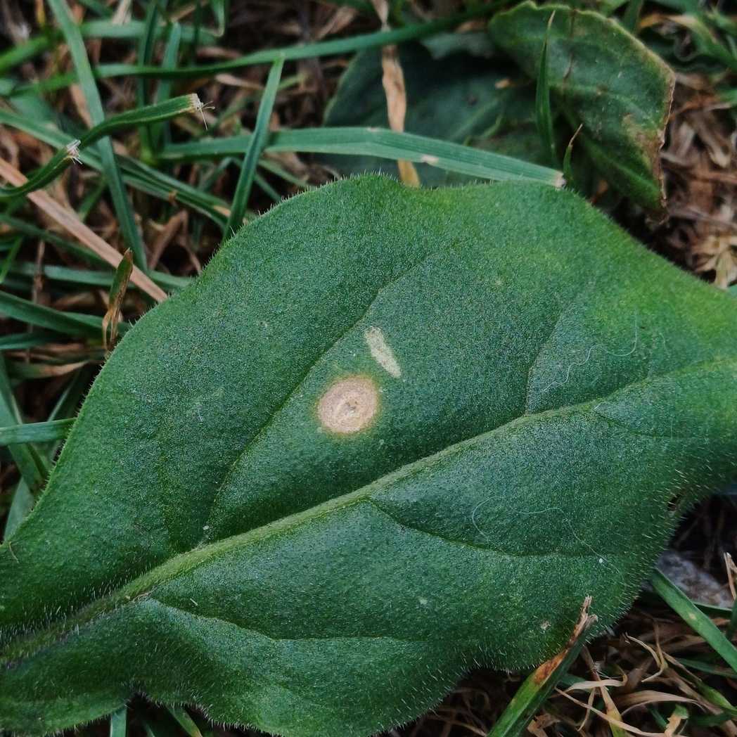 Alternaria longipes