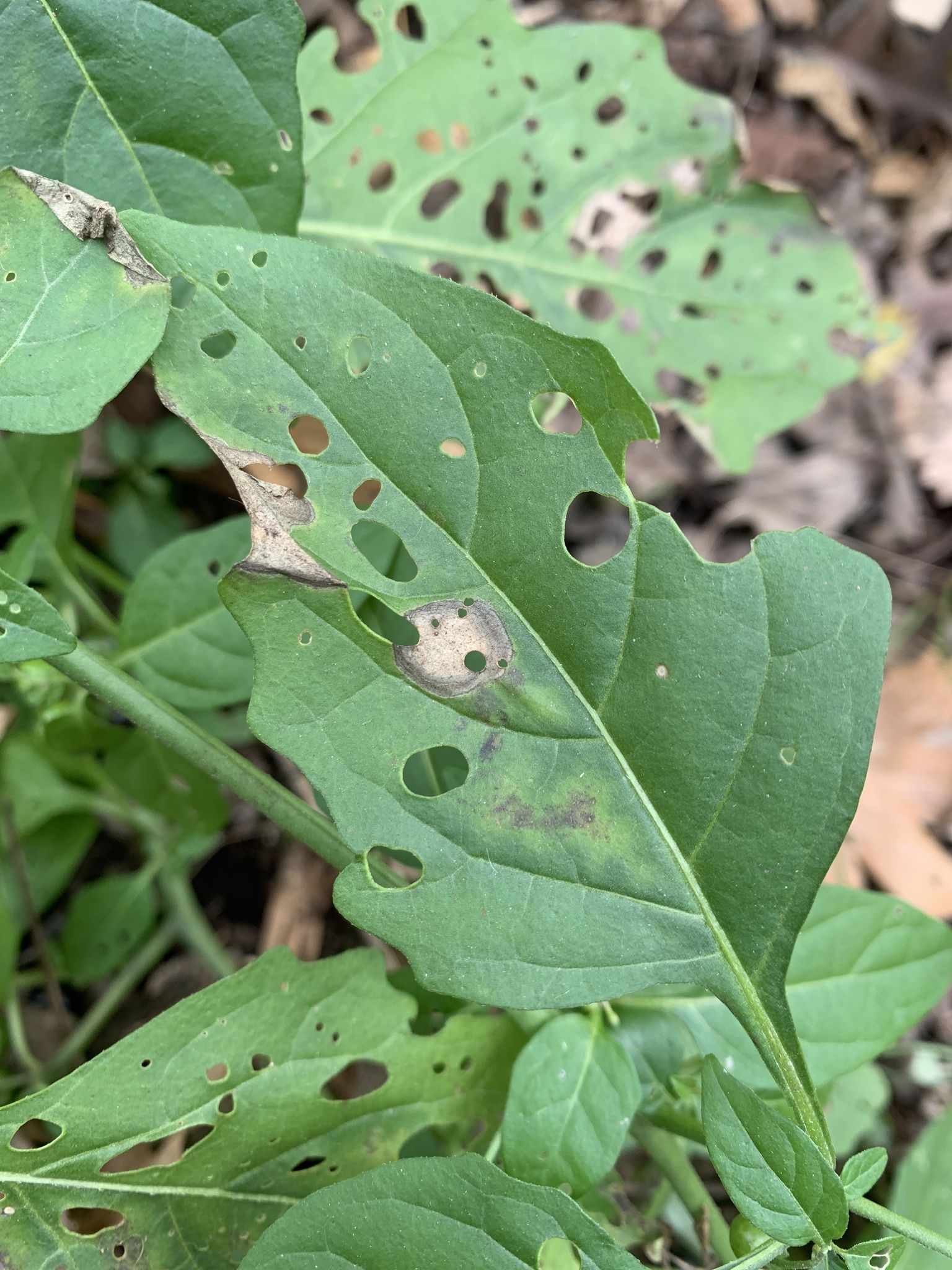 Alternaria longipes