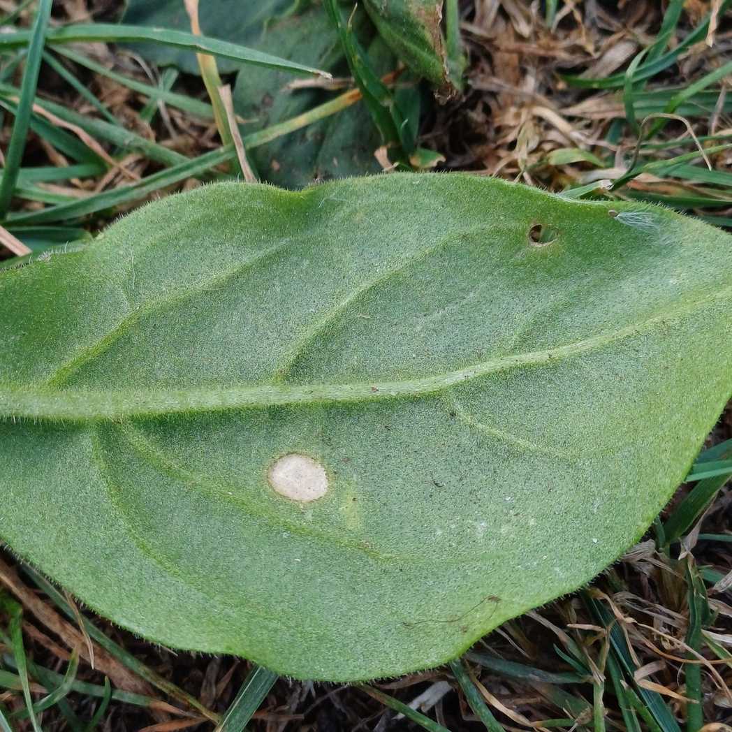 Alternaria longipes