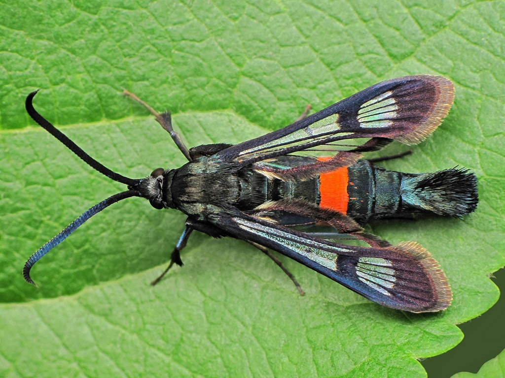 Synanthedon myopaeformis