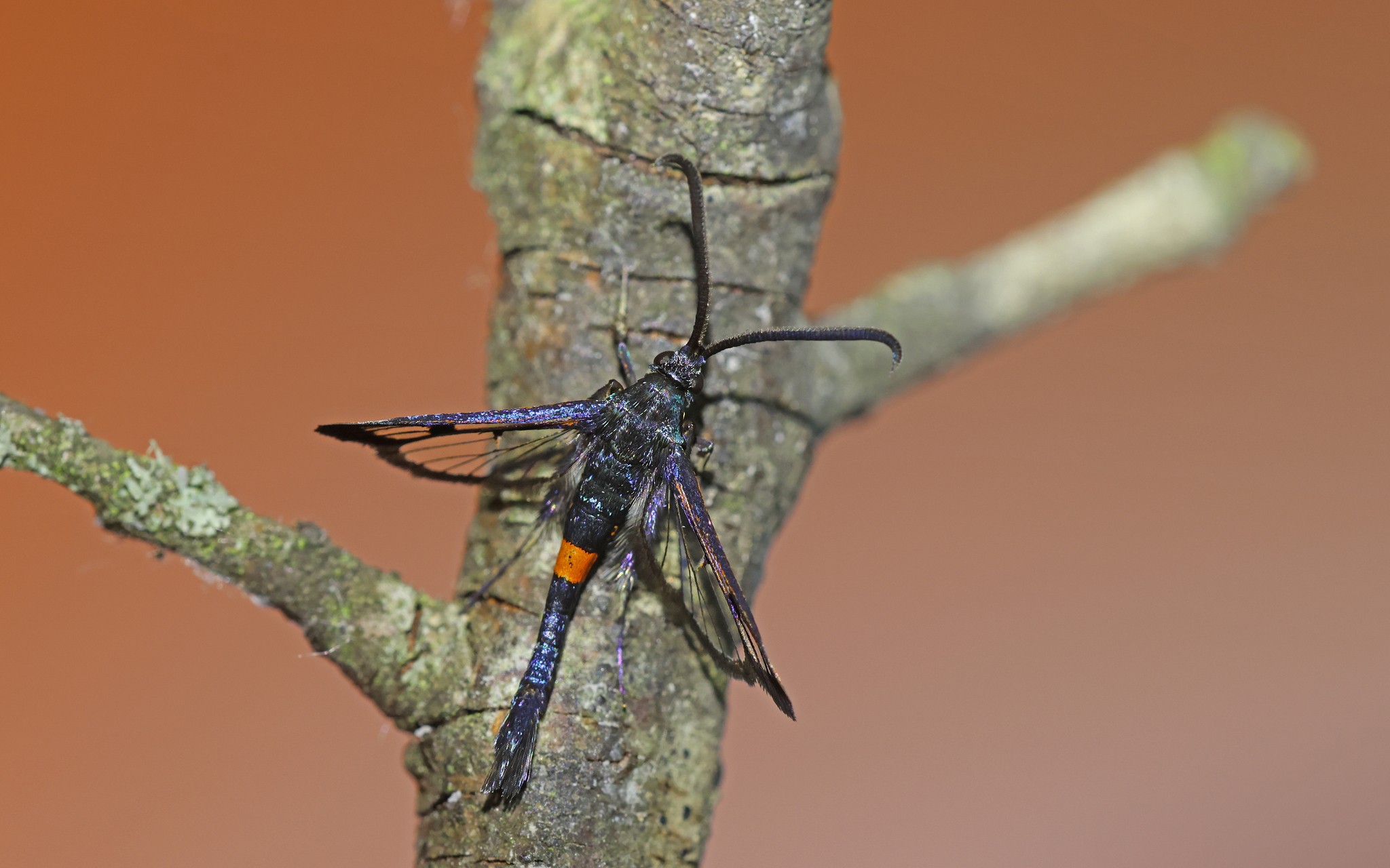 Synanthedon myopaeformis