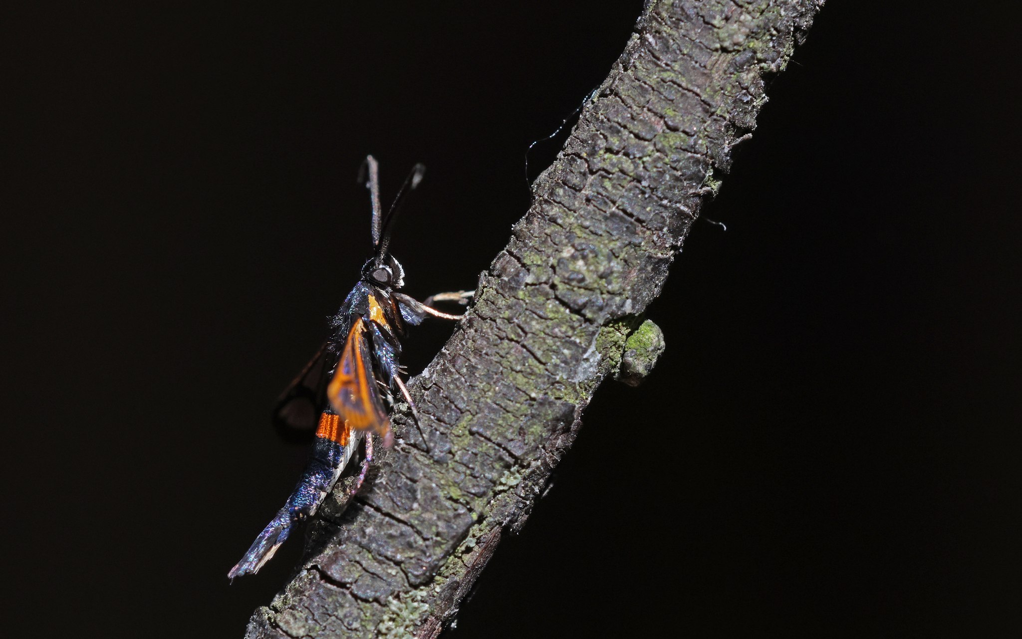 Synanthedon myopaeformis