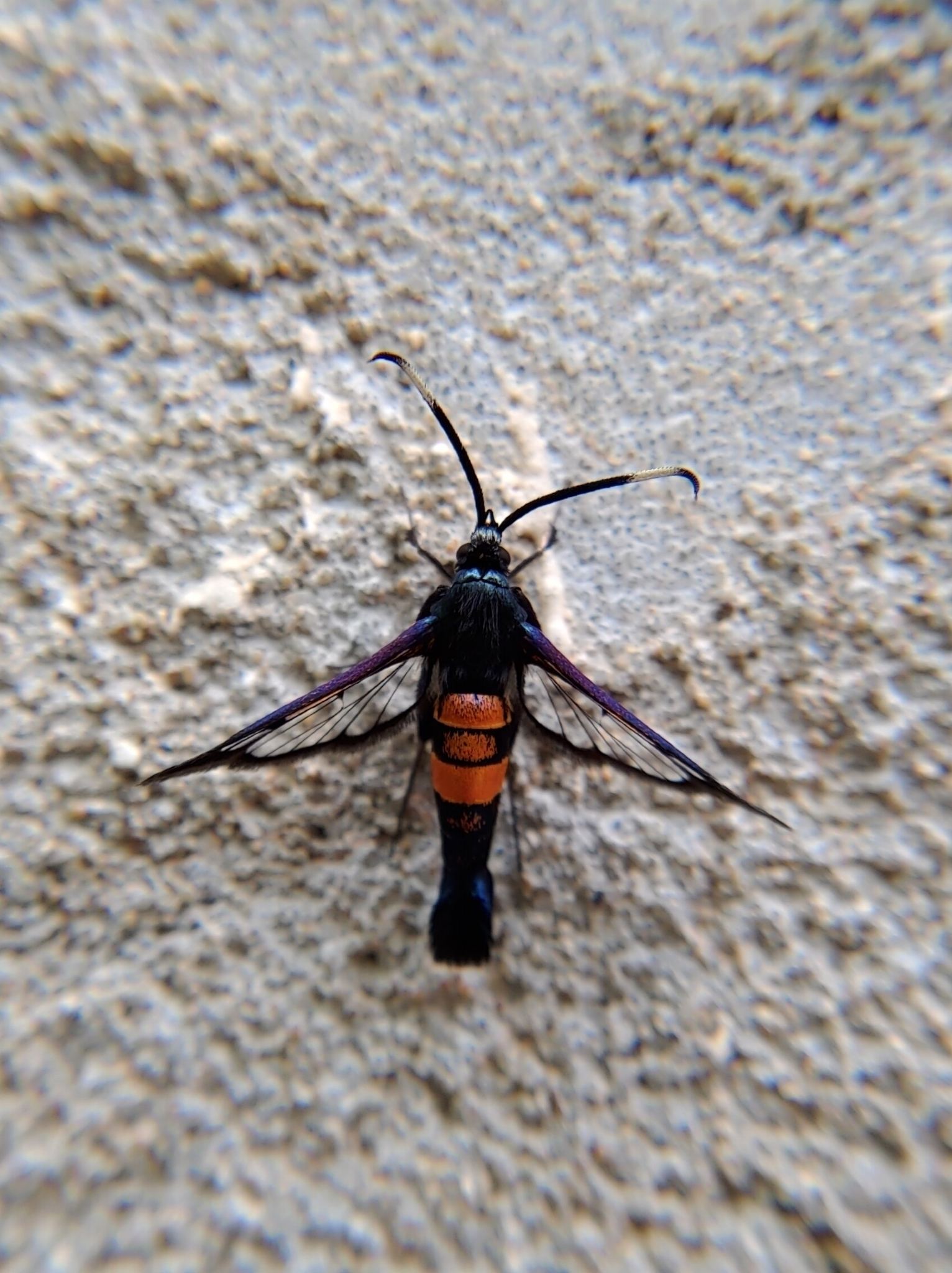 Synanthedon myopaeformis