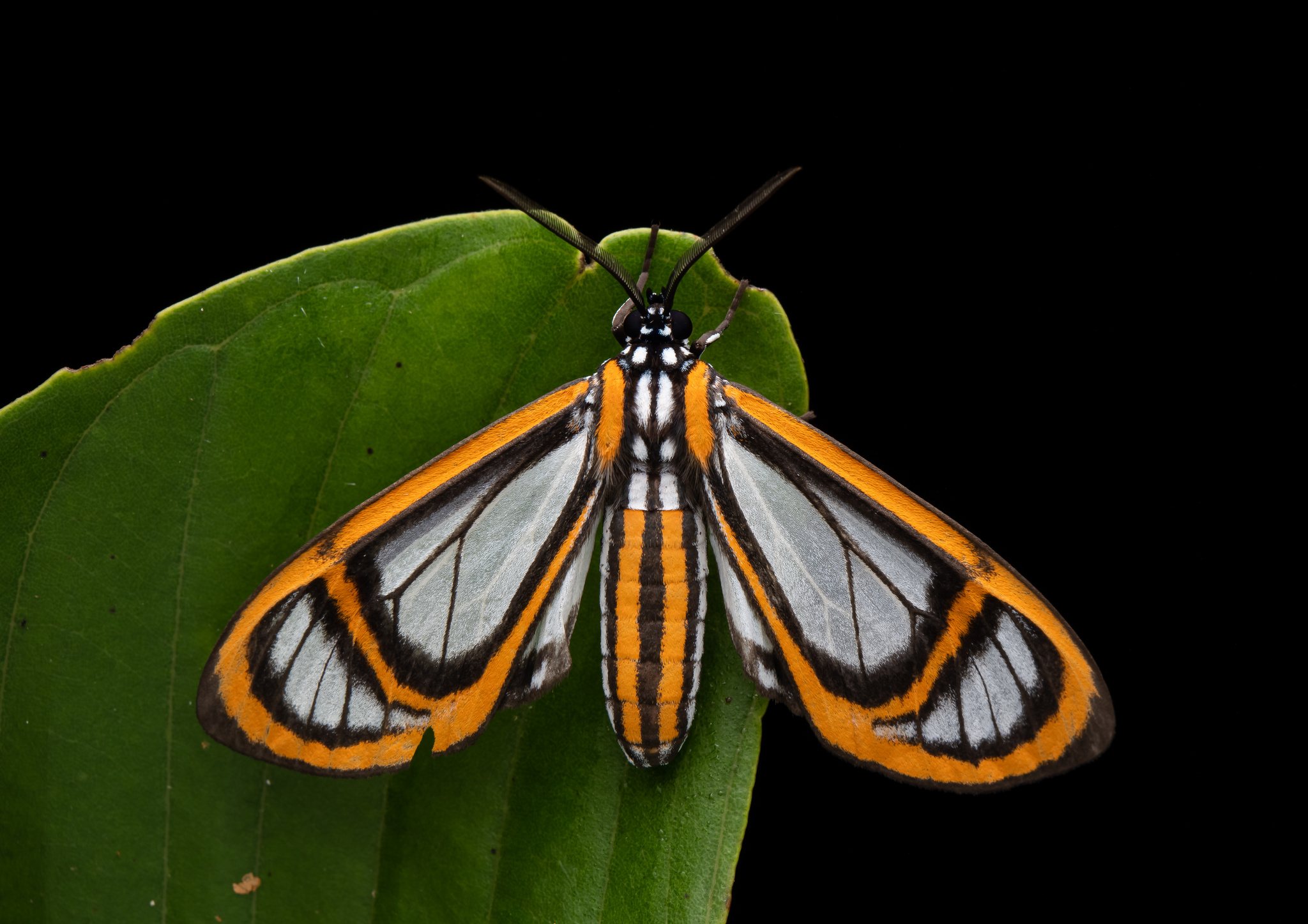Hyalurga