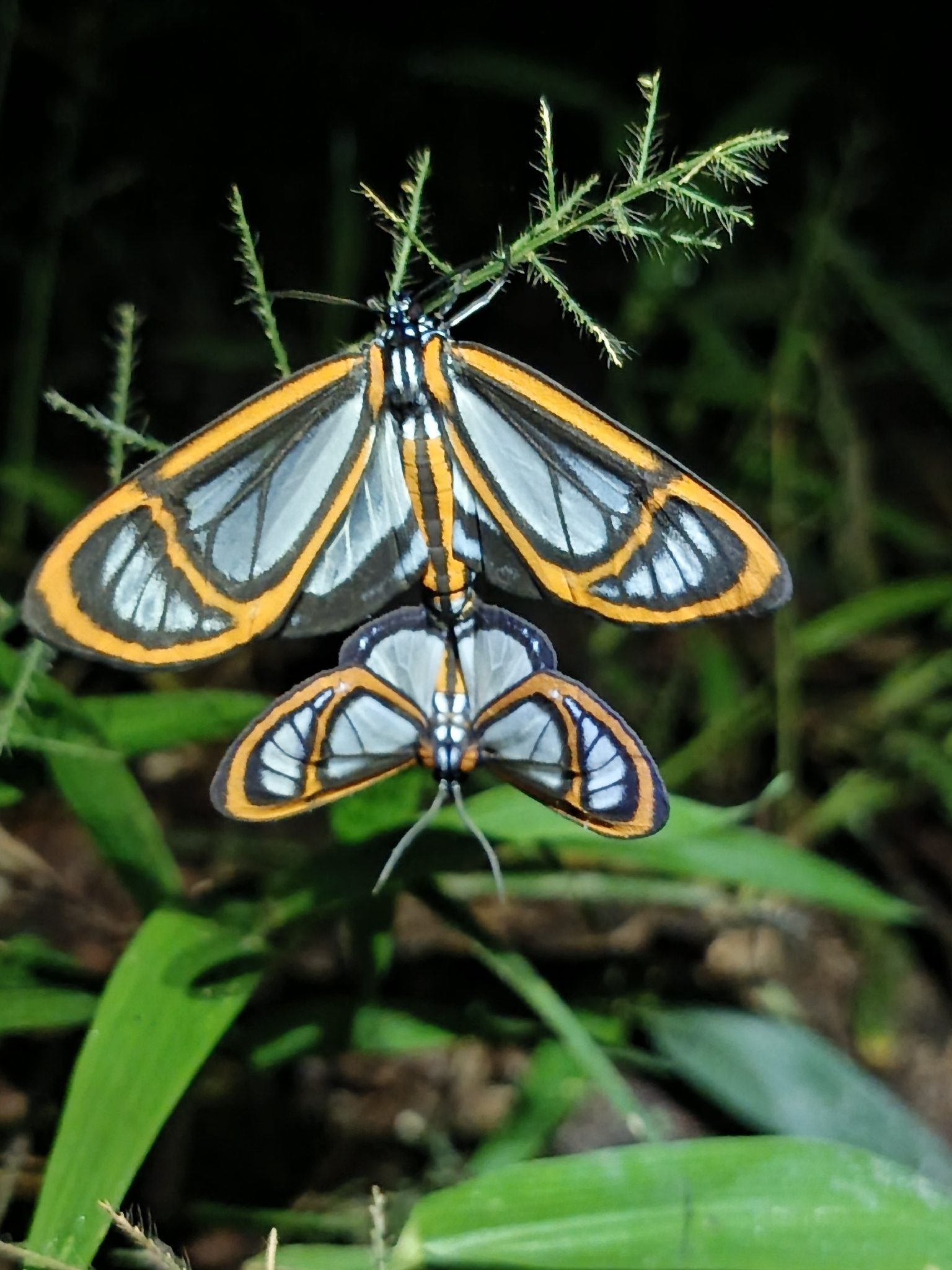 Hyalurga