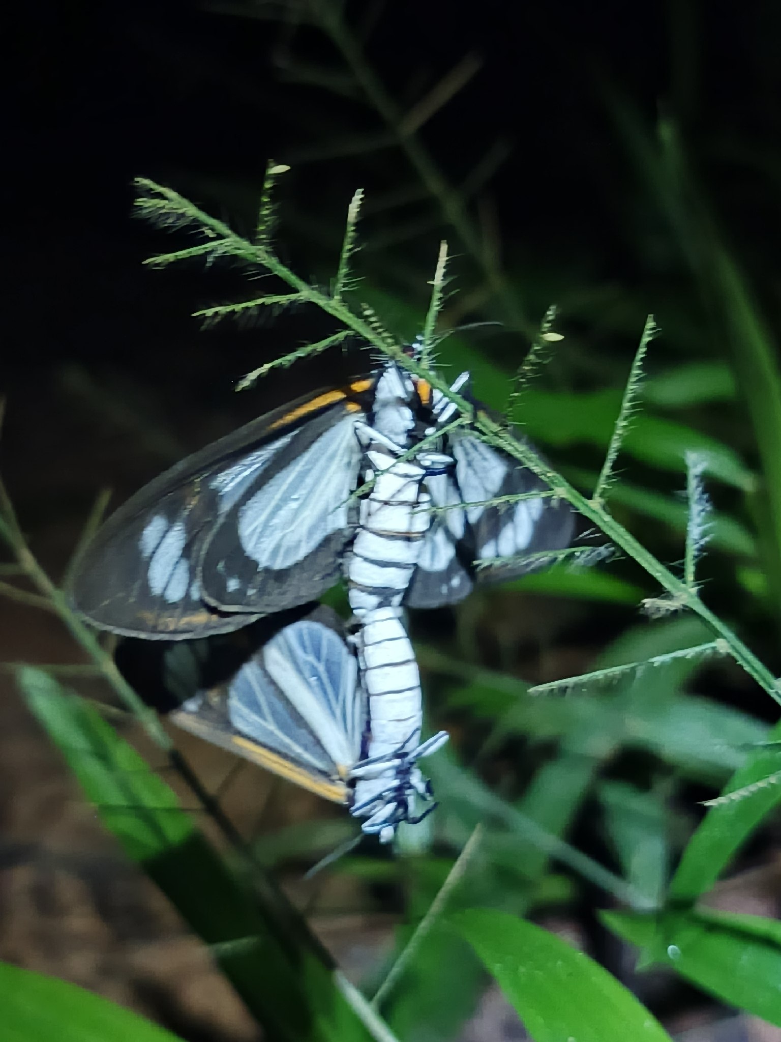 Hyalurga