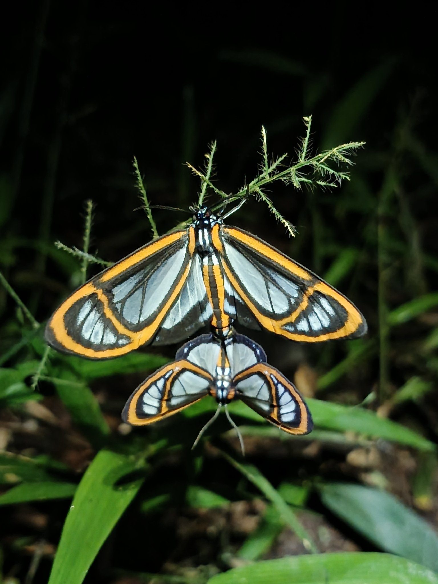 Hyalurga