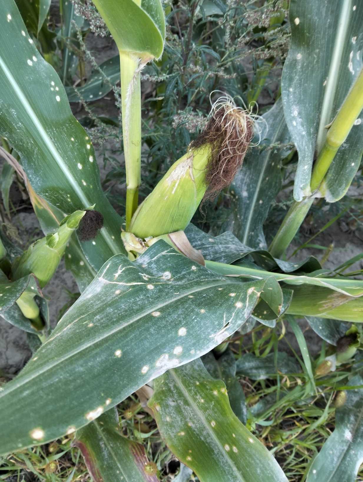 Aureobasidium zeae