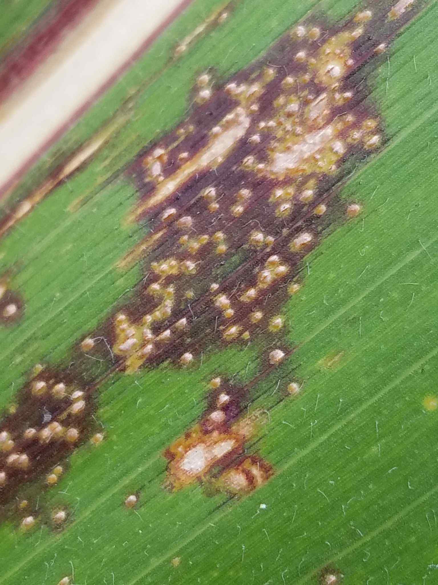 Aureobasidium zeae