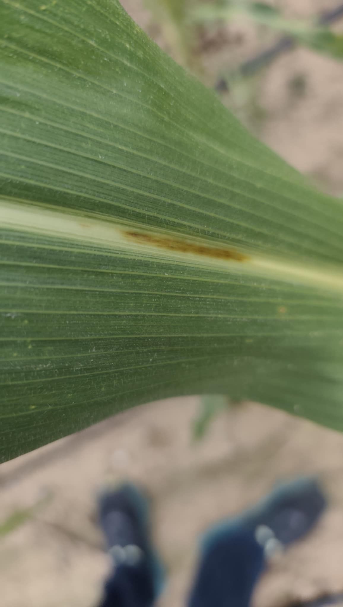 Aureobasidium zeae