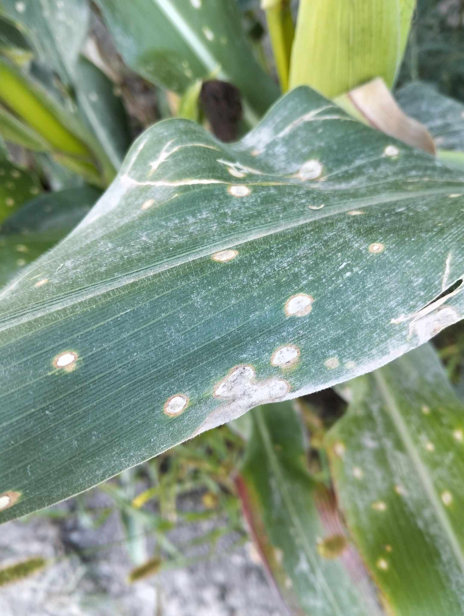 Aureobasidium zeae