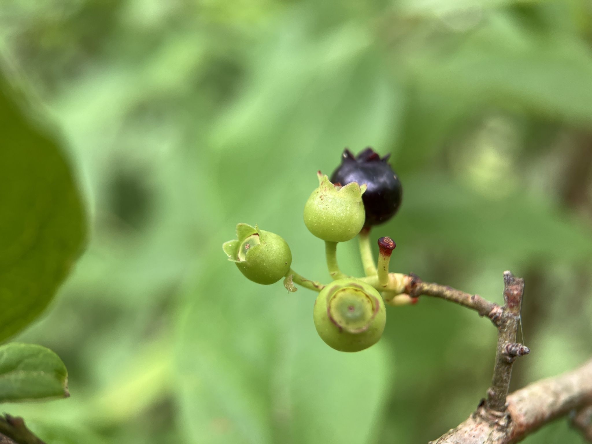 Atrococcus