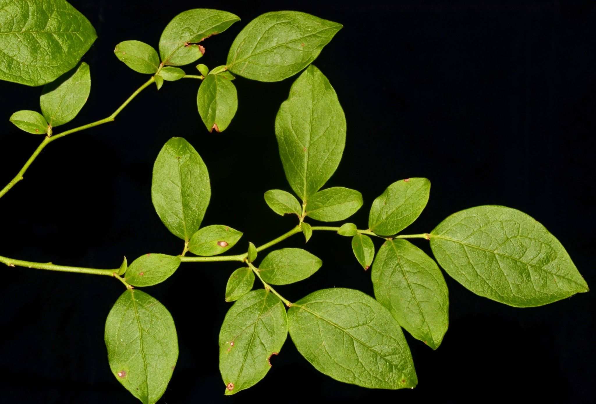 Atrococcus