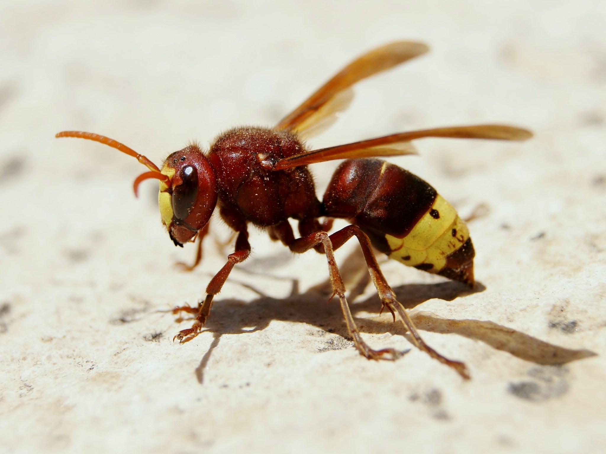 Vespa orientalis
