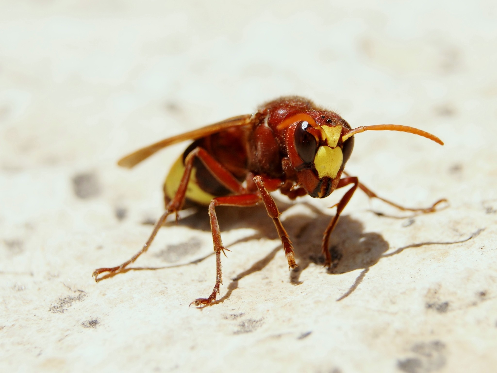 Vespa orientalis