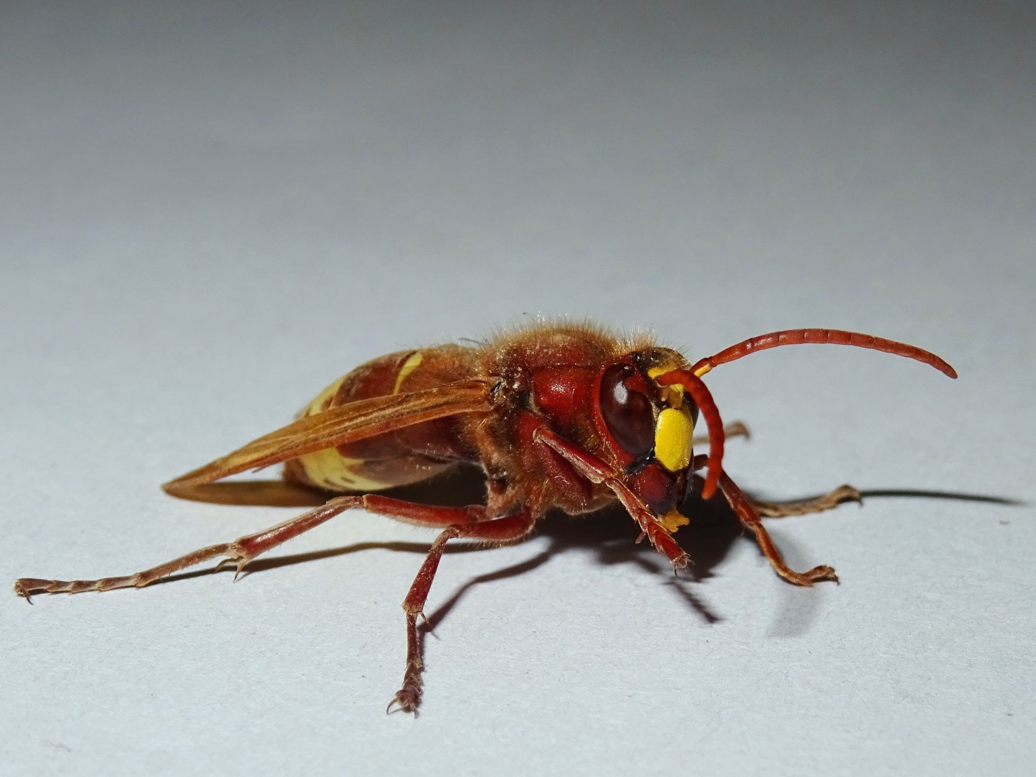 Vespa orientalis