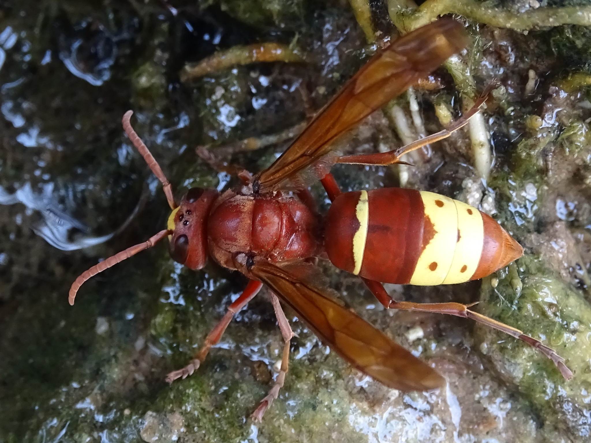 Vespa orientalis