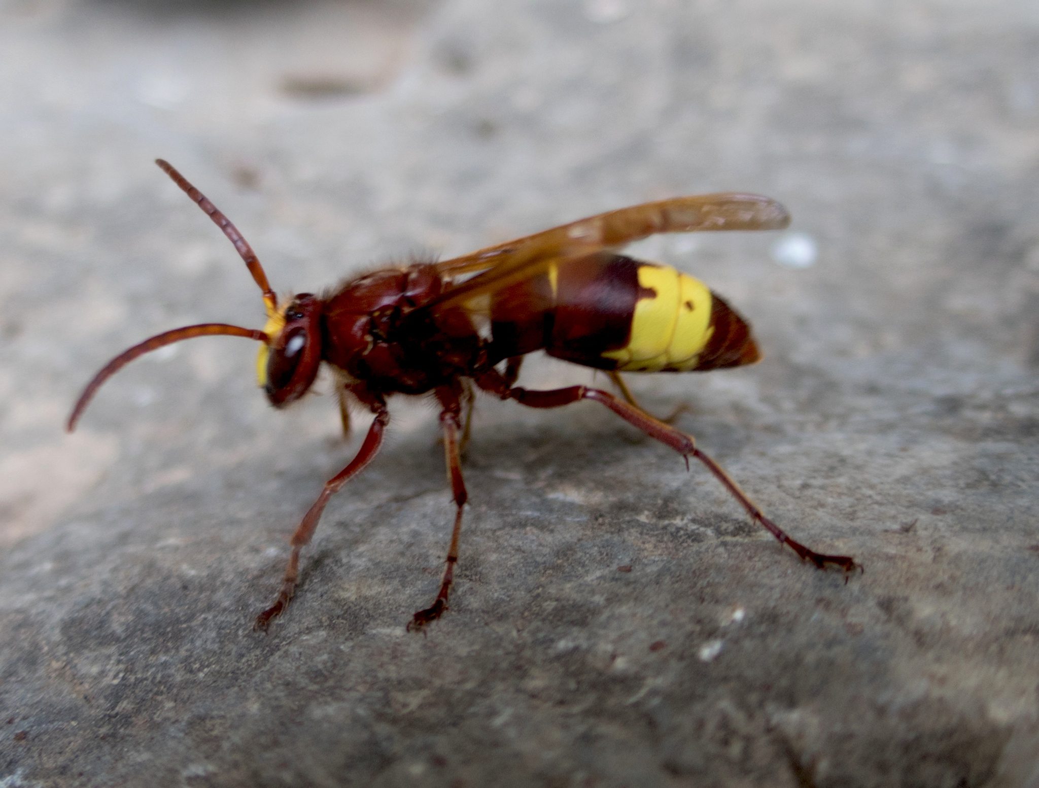 Vespa orientalis
