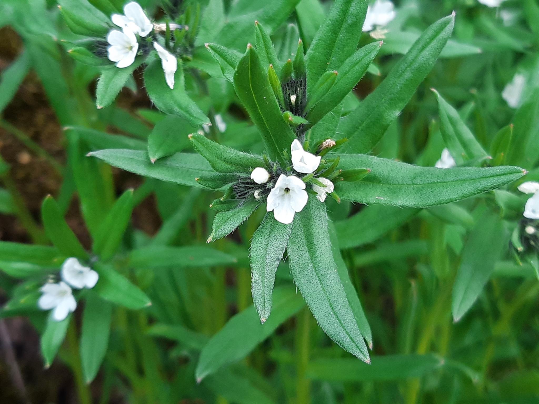 Buglossoides arvensis