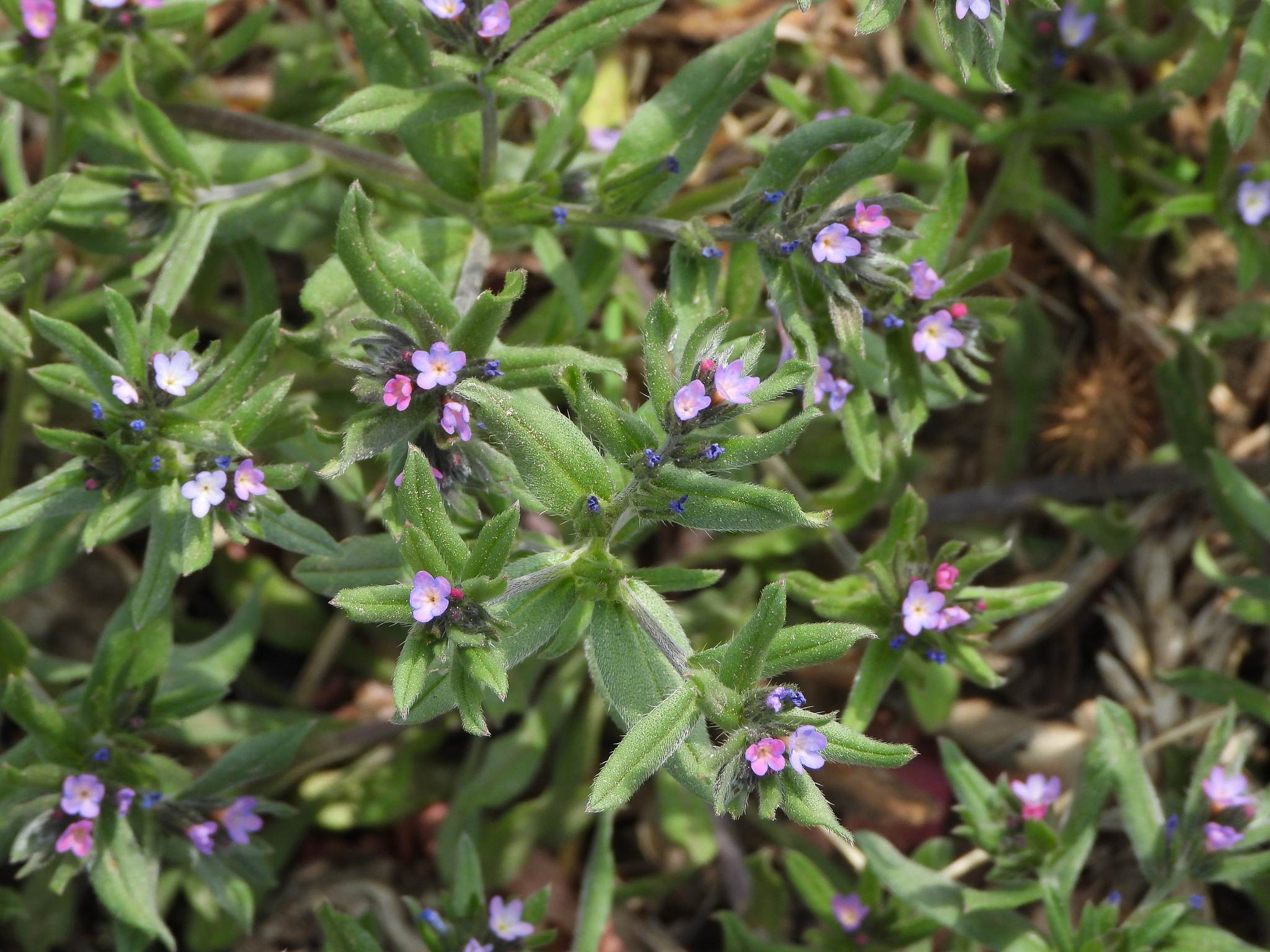 Buglossoides arvensis