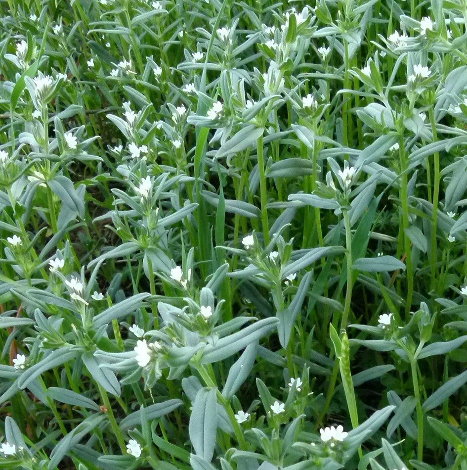 Buglossoides arvensis