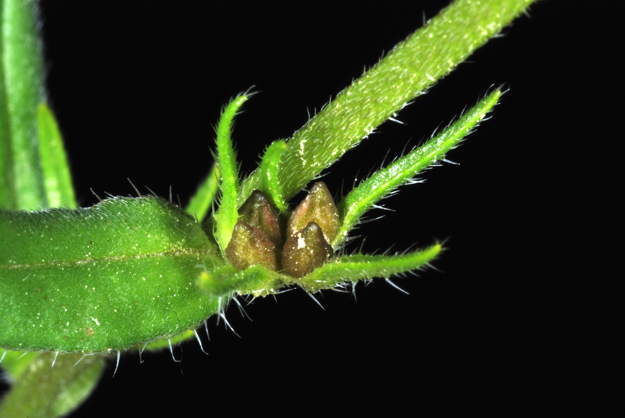 Buglossoides arvensis