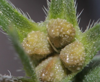 Buglossoides arvensis